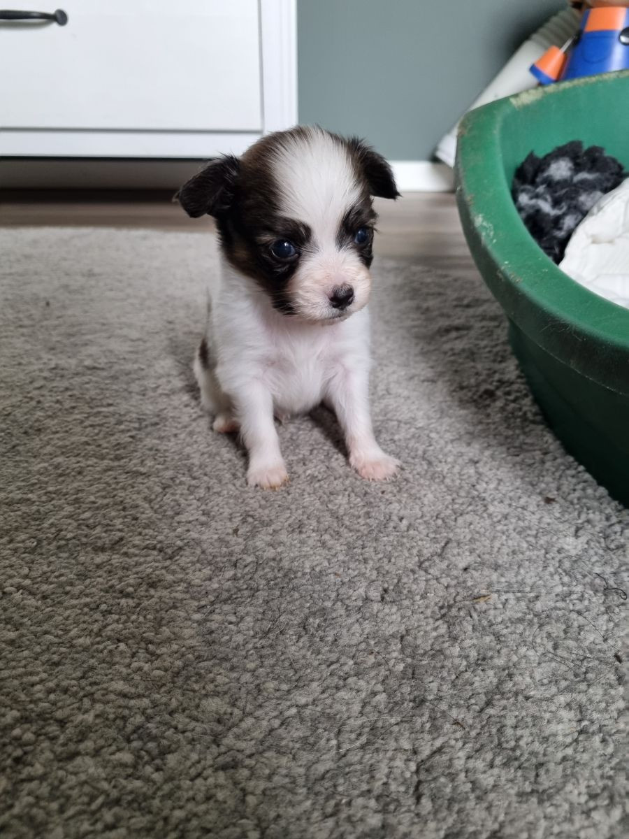 Kelebeks kennel