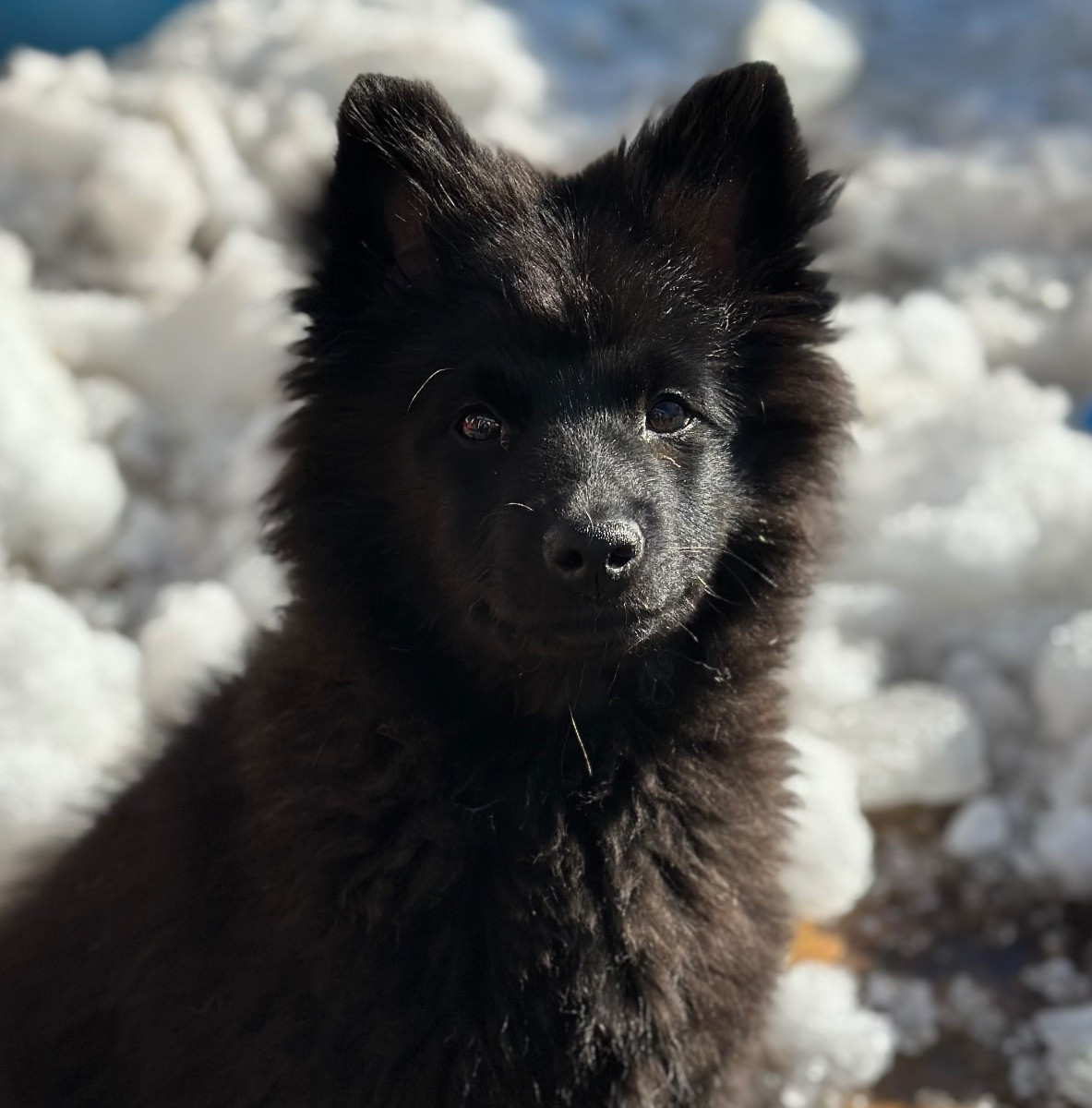 German Spitz – Mittelspitz
