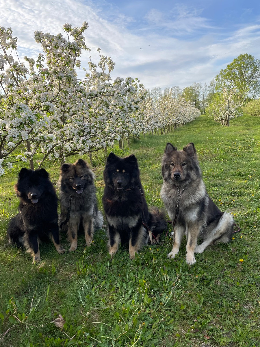 Coryana’s kennel