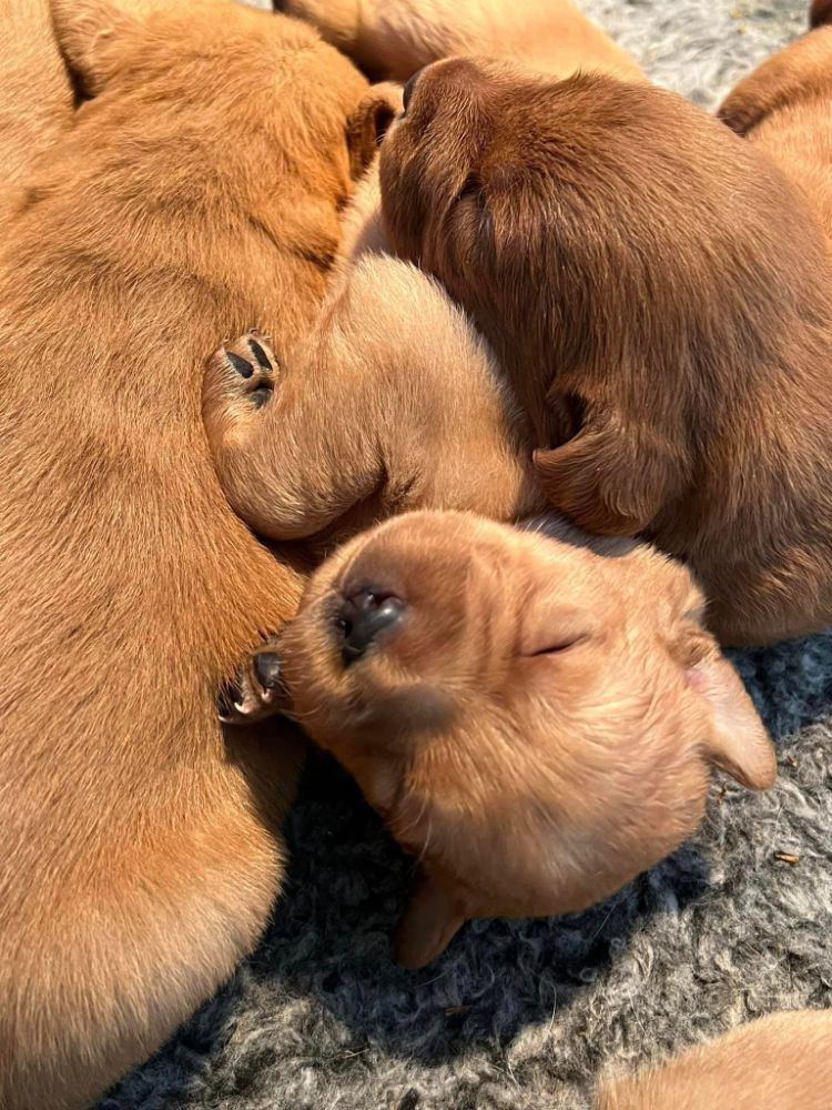 Isadoras Pudel och Cockerpoo