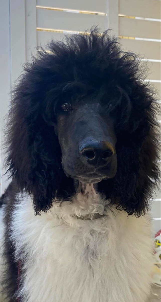 Spirit of Ronja