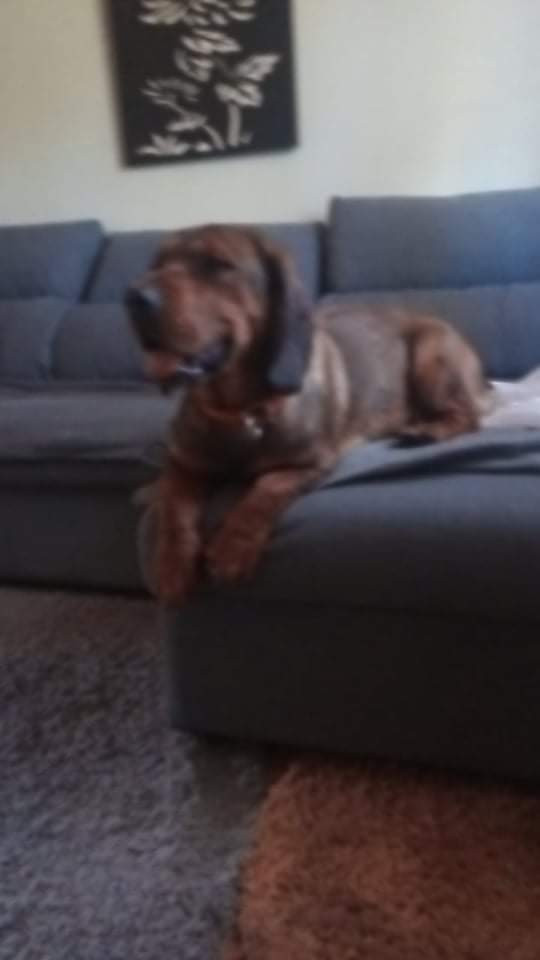 Alpine Dachsbracke