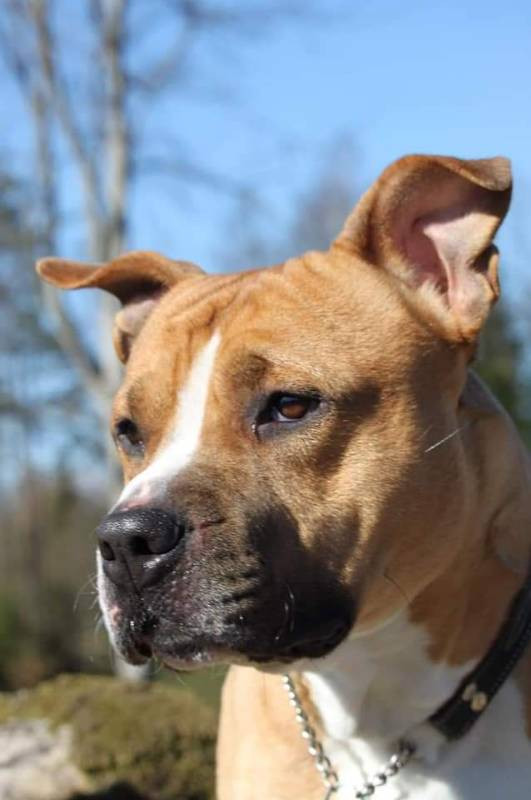 American Staffordshire Terrier