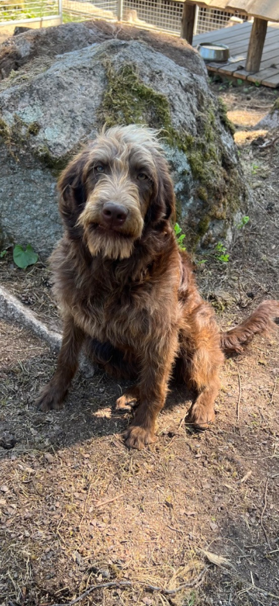 Isadoras Pudel och Cockerpoo