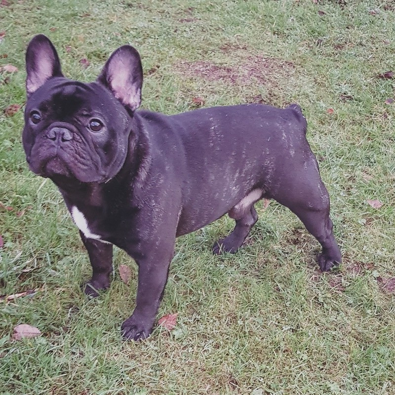 Los Dinegro's kennel