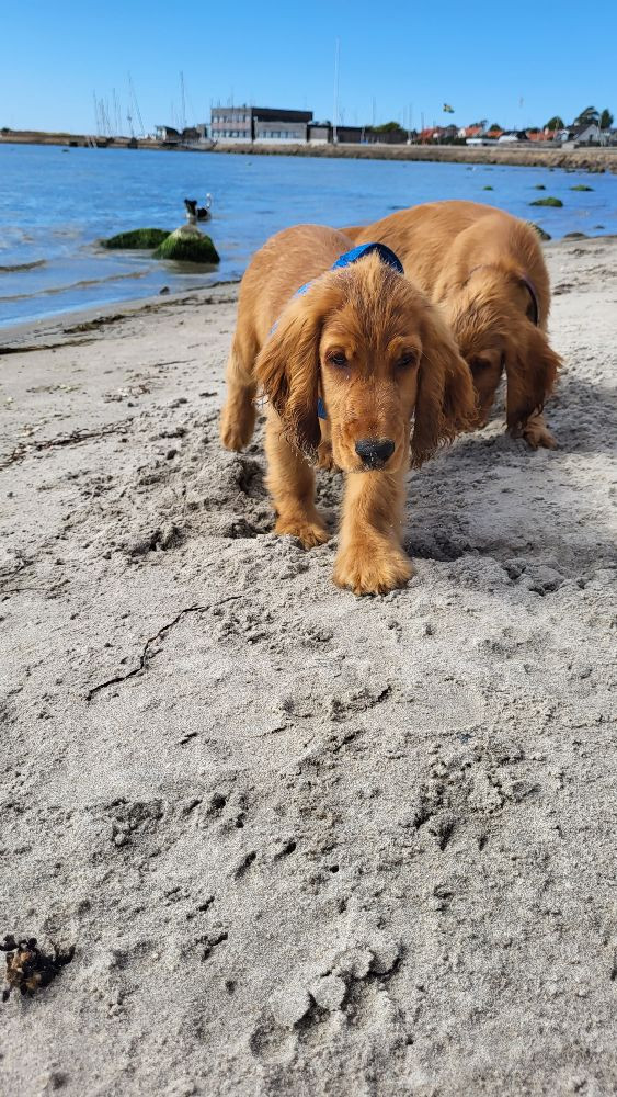 Cocker Spaniel