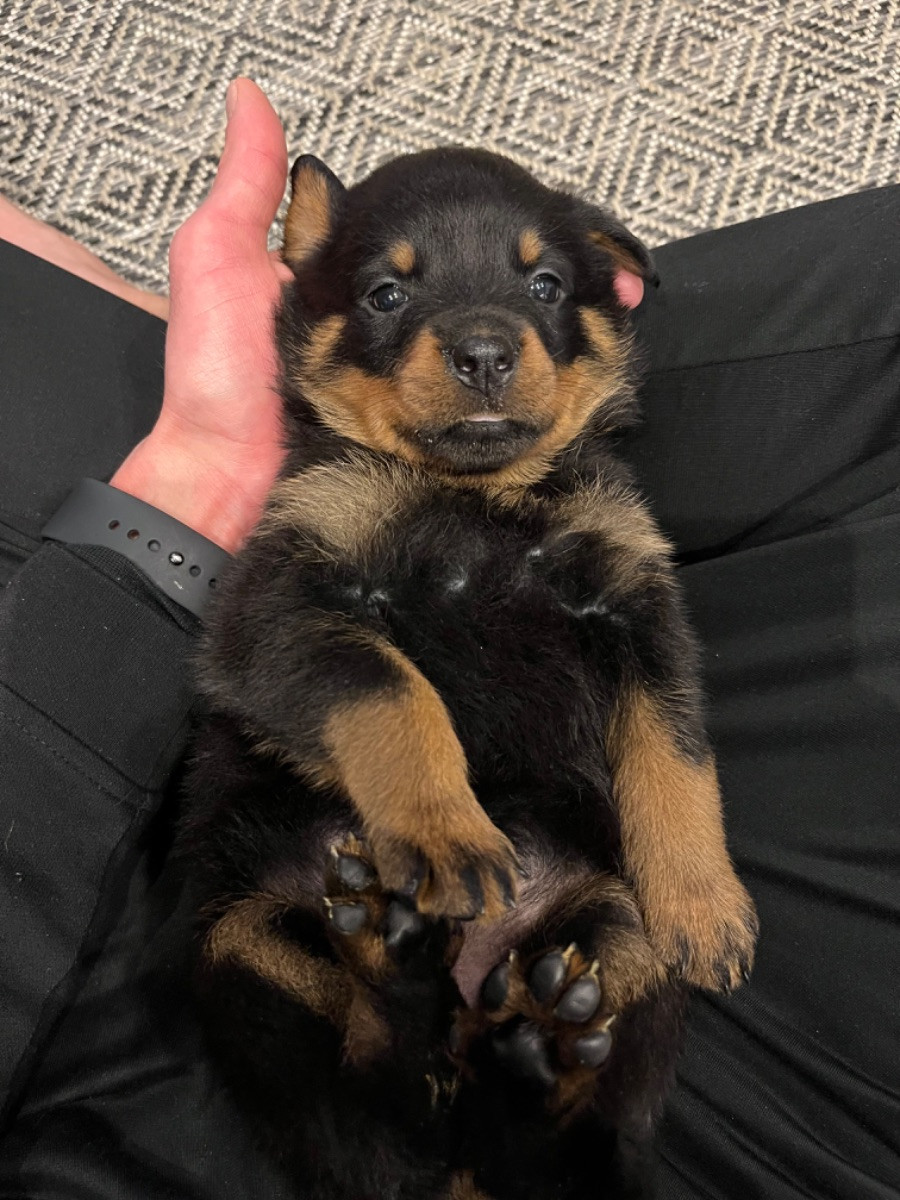 Sportchi porno tomosha qilish