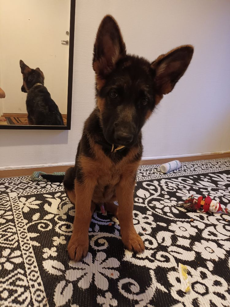 German Shepherd Dog