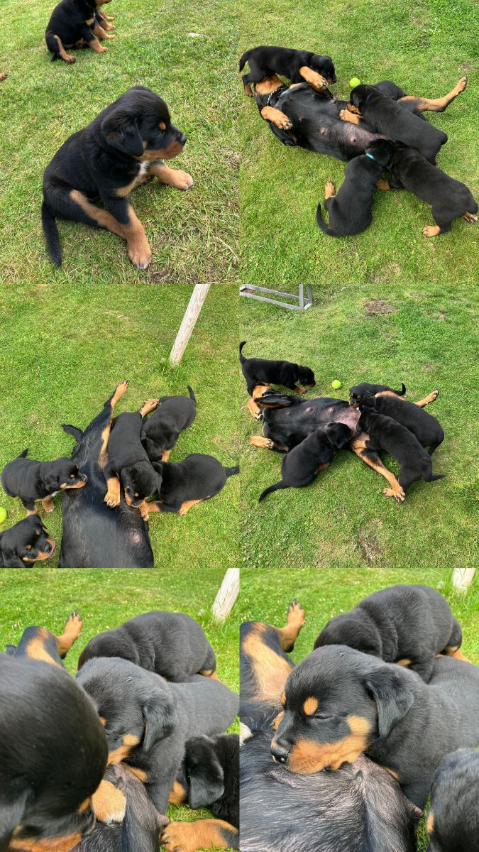 Rydz Rott