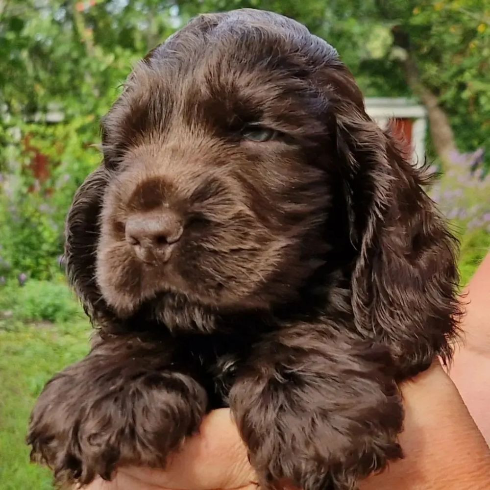 Cocker spaniel