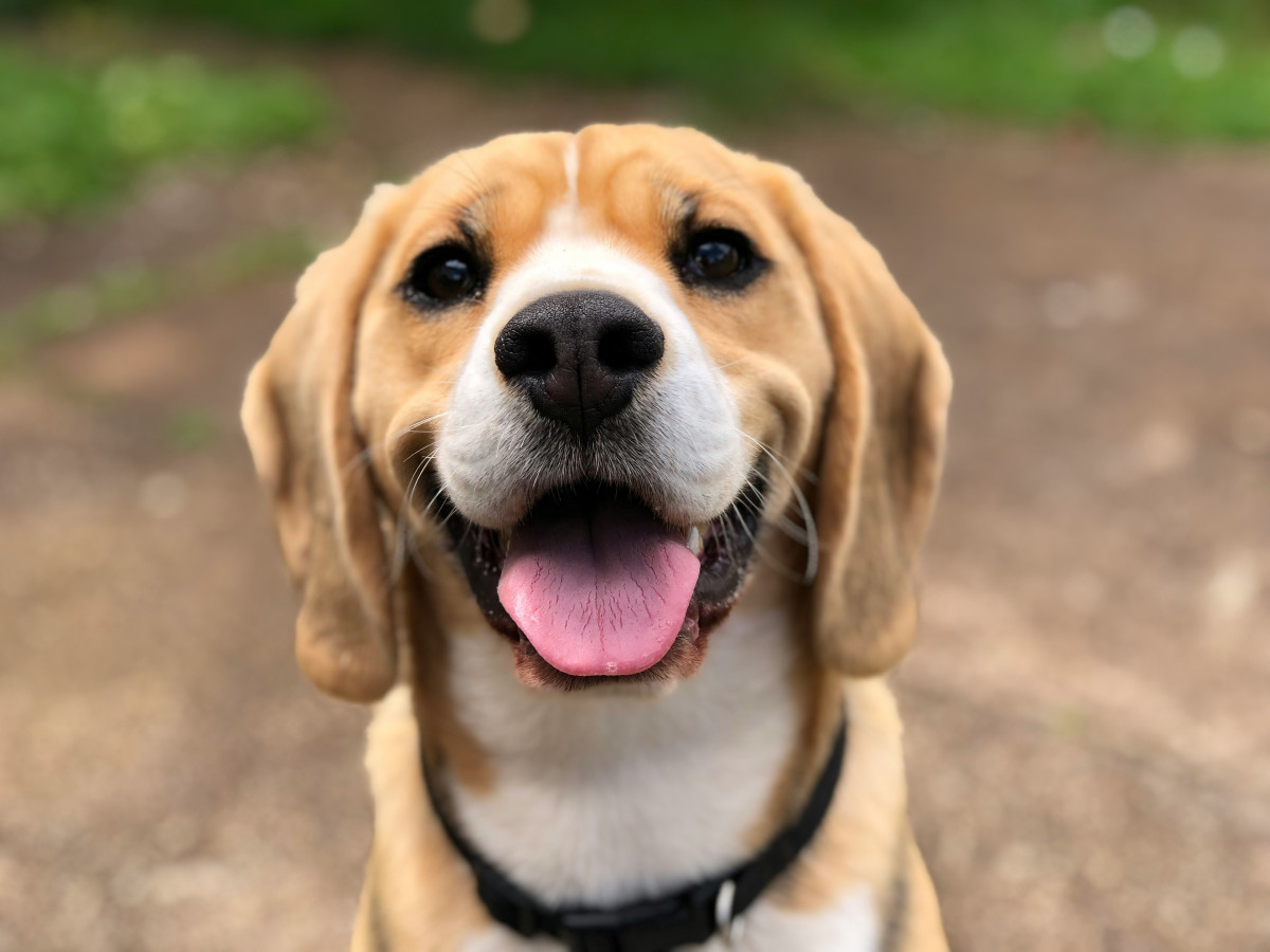10 Signs Your Dog Is Happy
