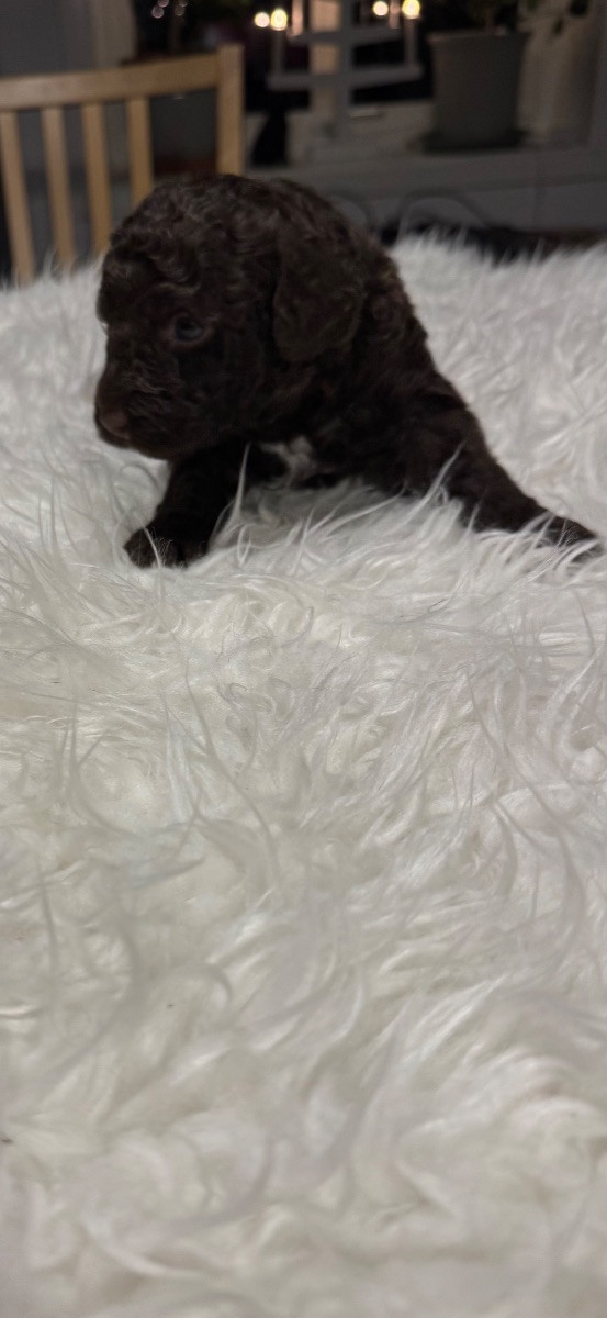 Spanish Water Dog (Perro de Agua Espanol)