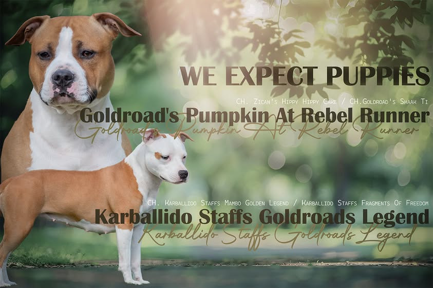 American Staffordshire Terrier