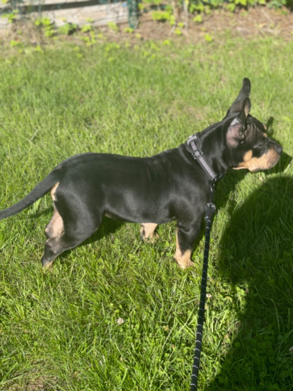 Los Dinegro's kennel