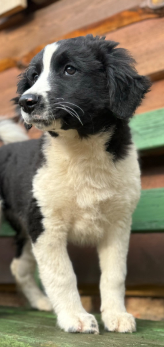 Isadoras Pudel och Cockerpoo