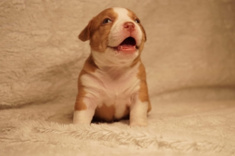 Lion.bullys