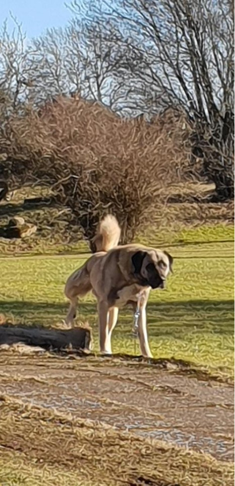 Kangal Shepherd Dog