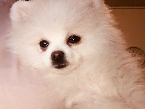 Fluffers
