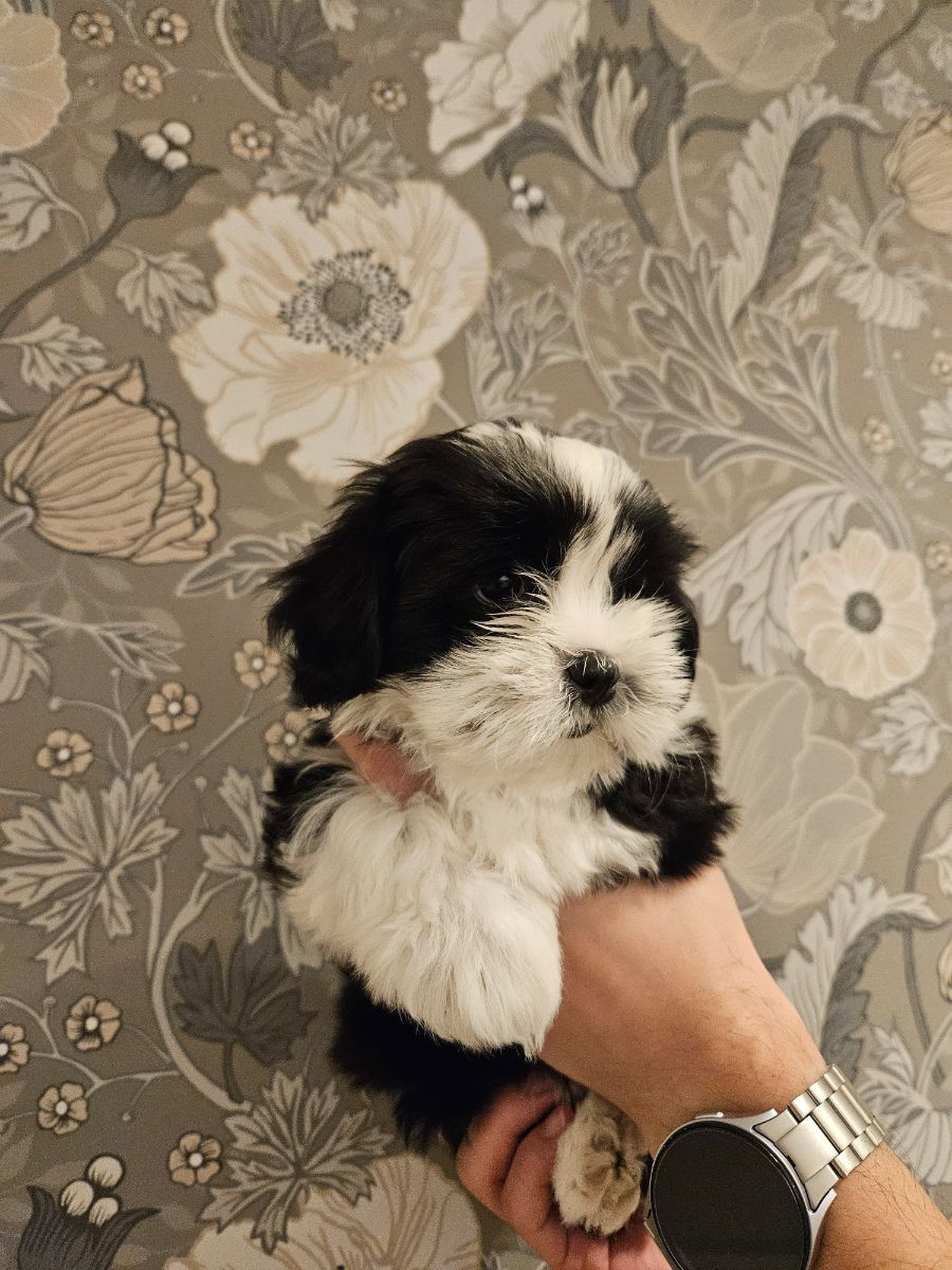 Lady tzu's