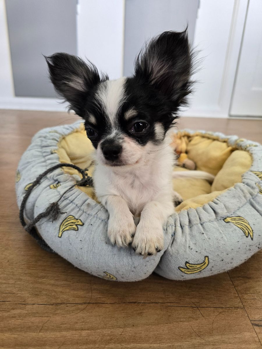 Millieen's kennel