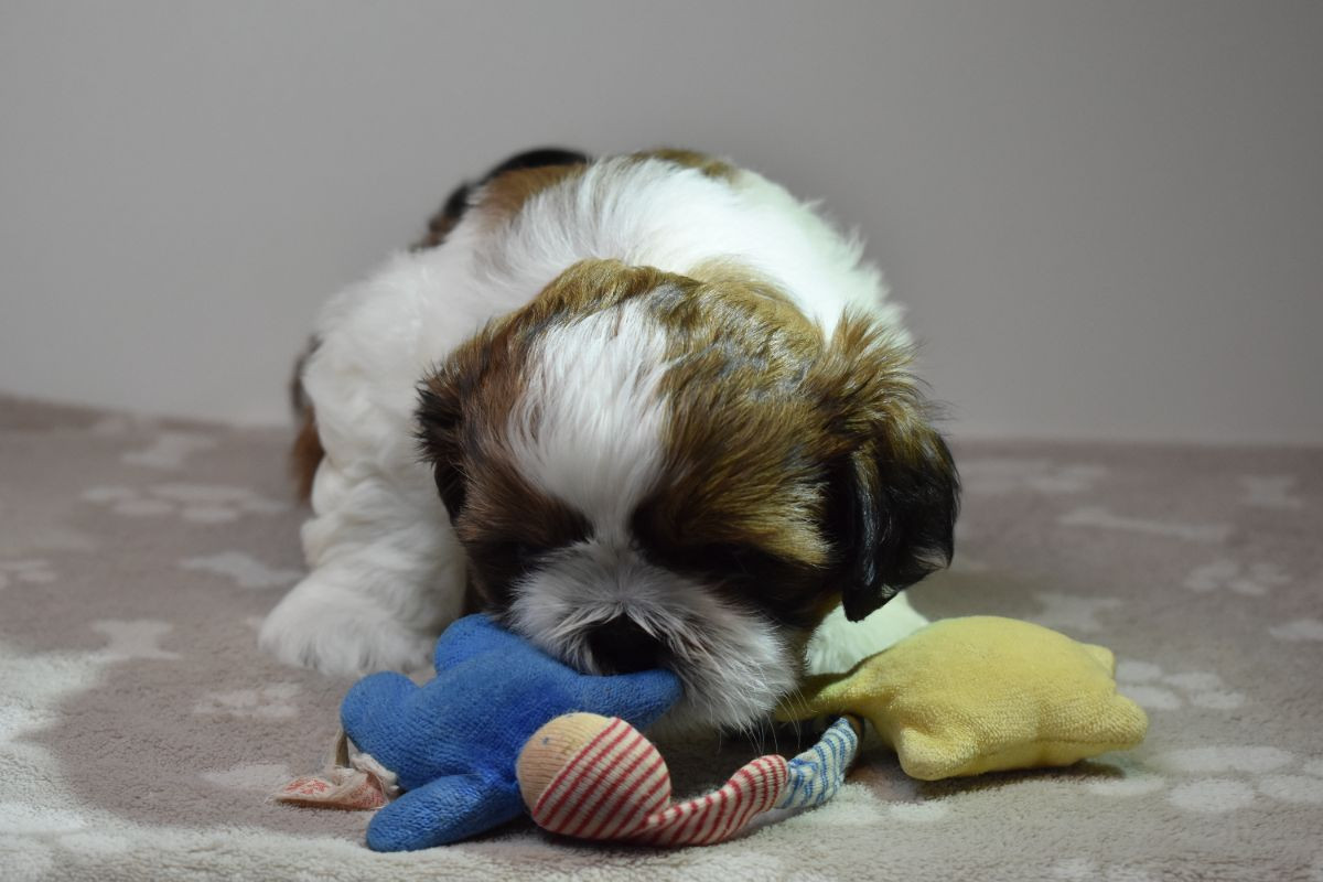 The merry shih-tzu family