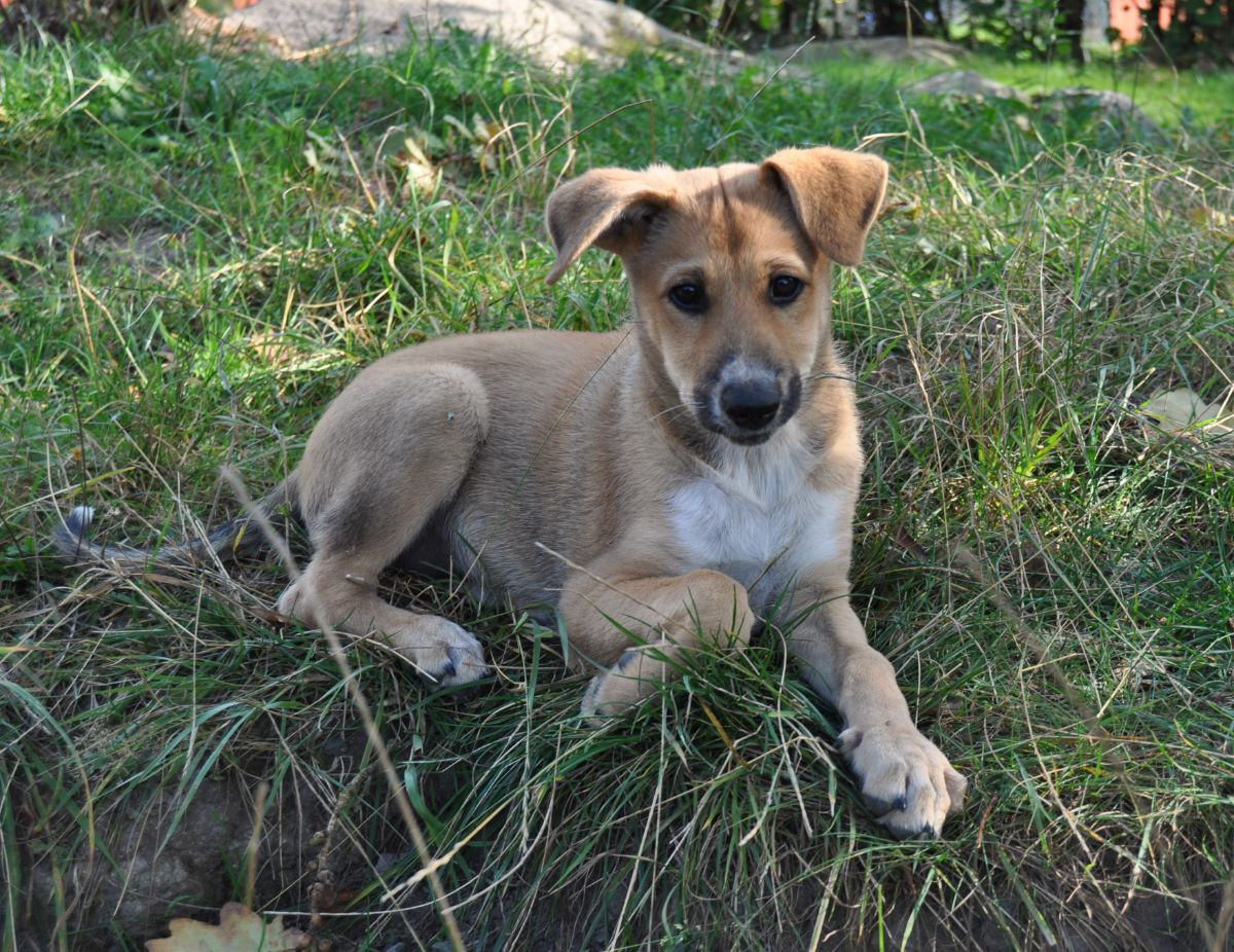 Canaan Dog