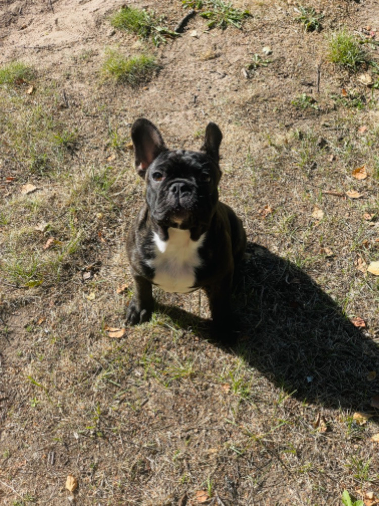 French Bulldog
