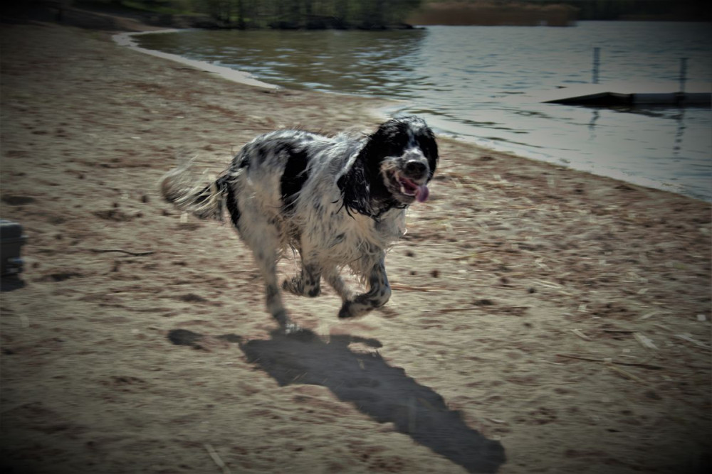English Springer Spaniel