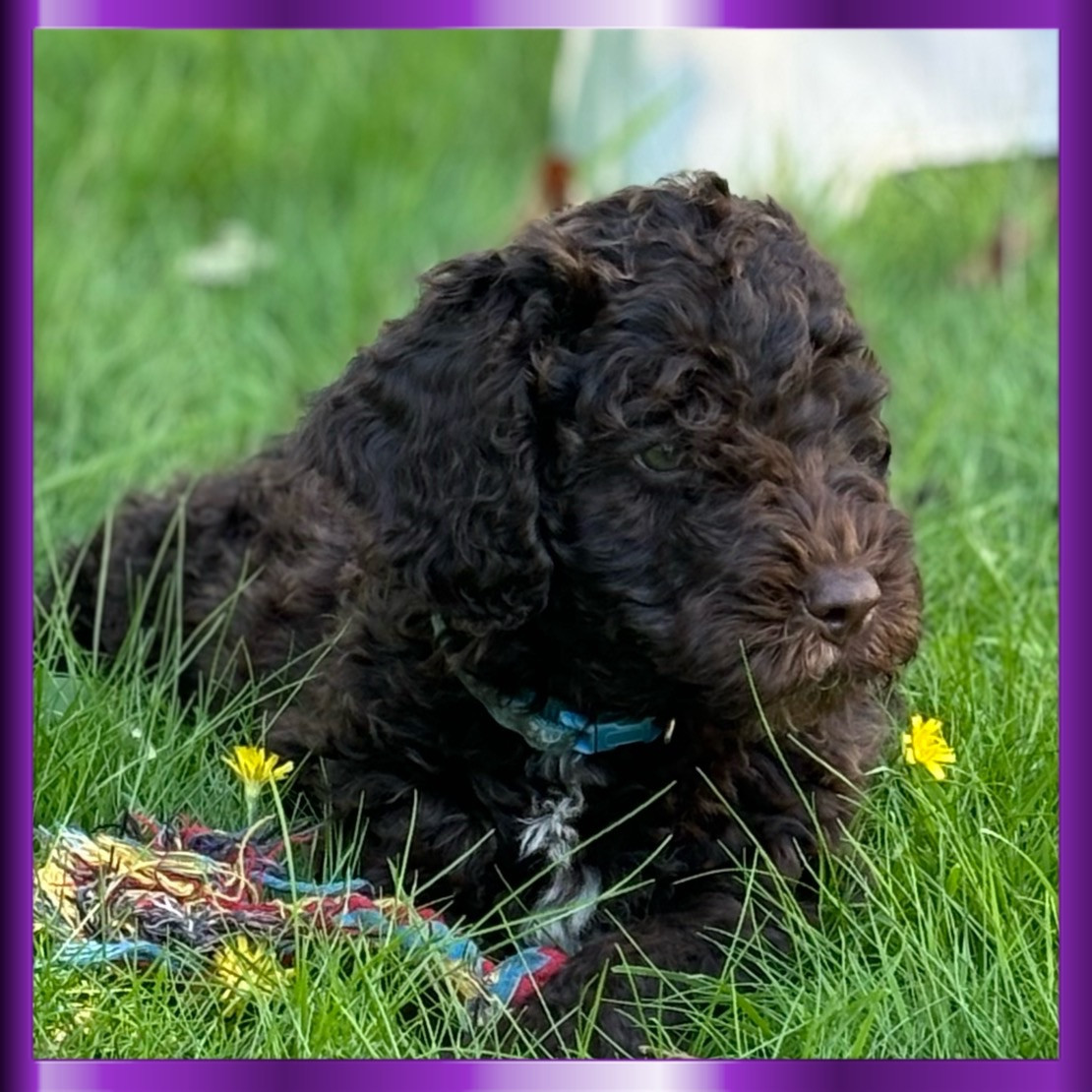 Spanish Water Dog (Perro de Agua Espanol)