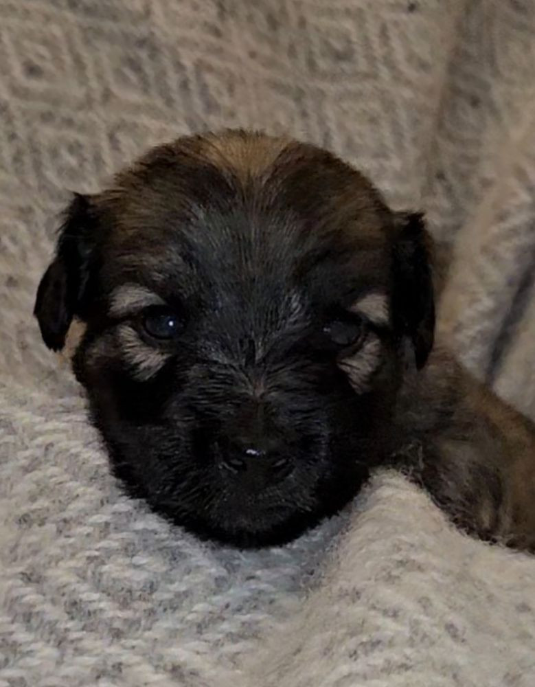 Tiny Winne