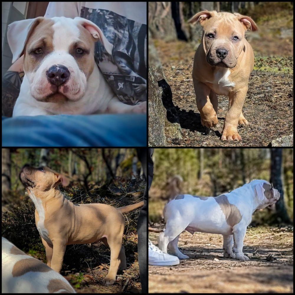 Redhouse Bully