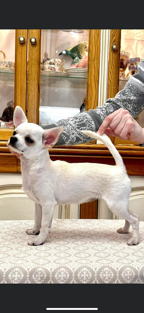Mini chipette