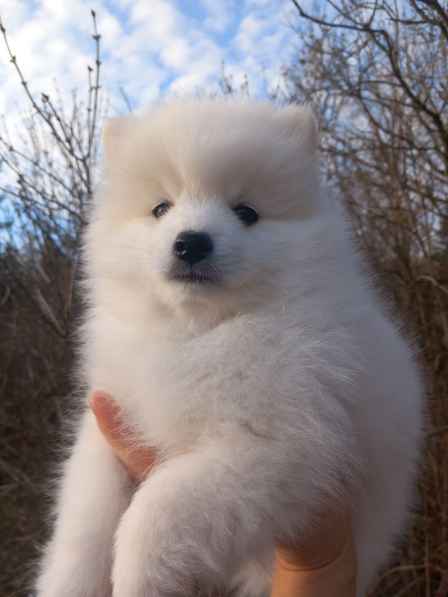 Japanese Spitz