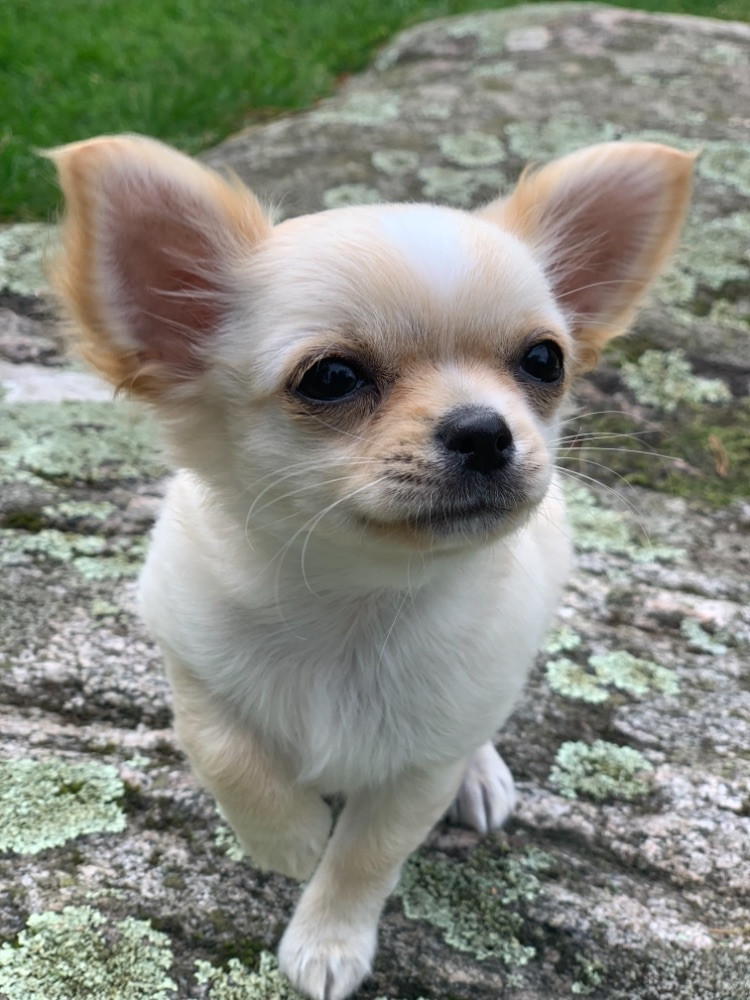 Chihuahua