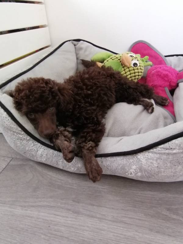 Hjortkvarns Cavapoo