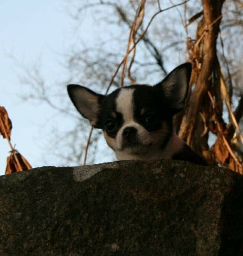 Millieen's kennel