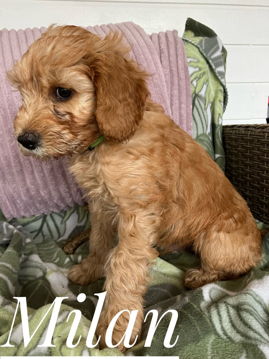 Multigenerations labradoodle