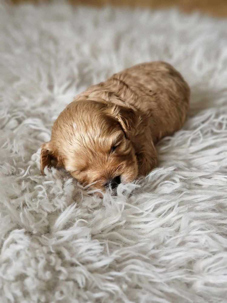 Maltipoo