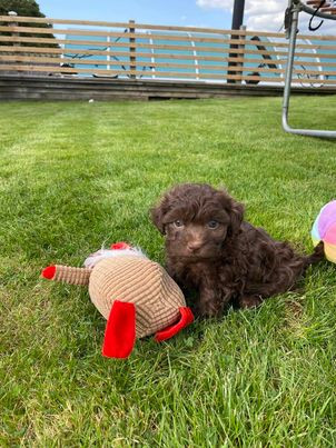 Russian Tsvetnaya Bolonka