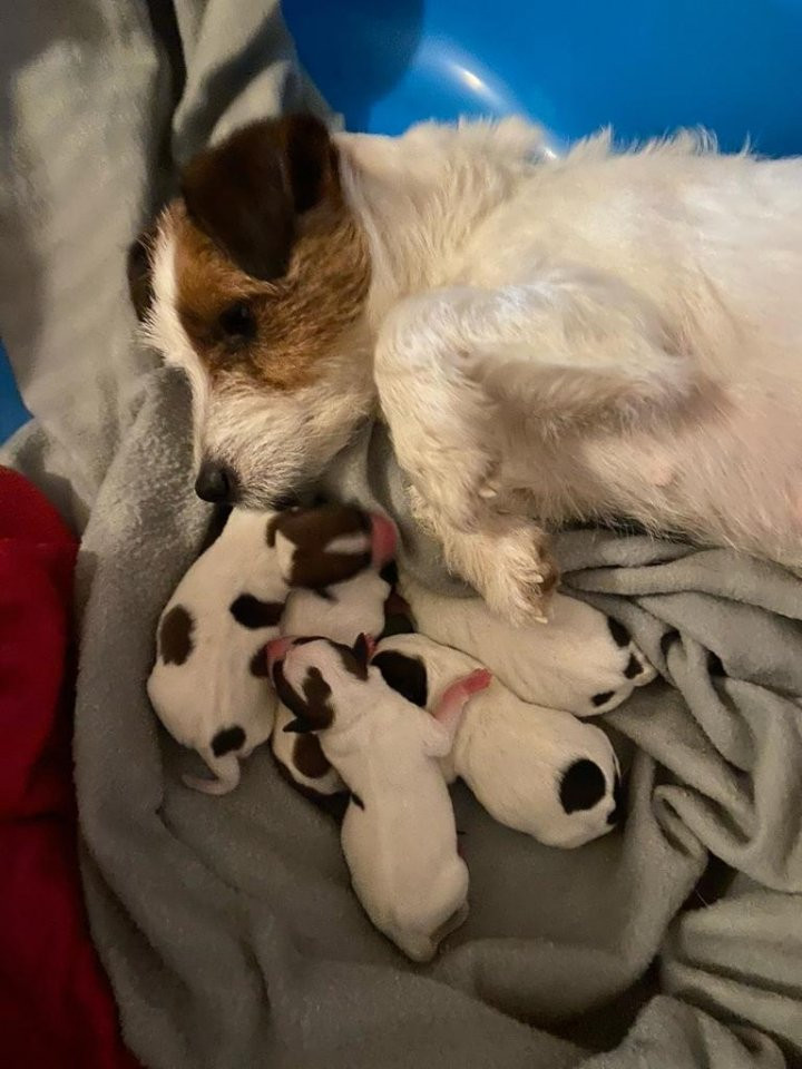 Jack Russell Terrier