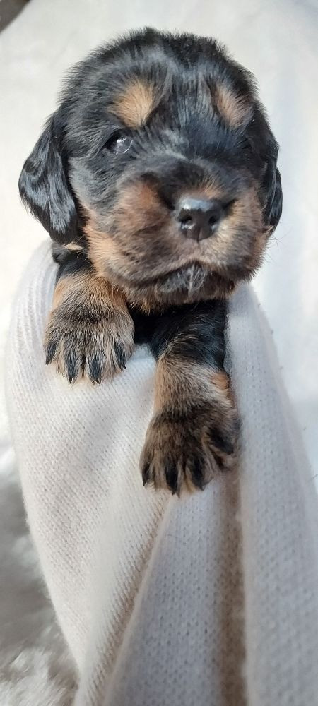 Valentinas Glam Dogs
