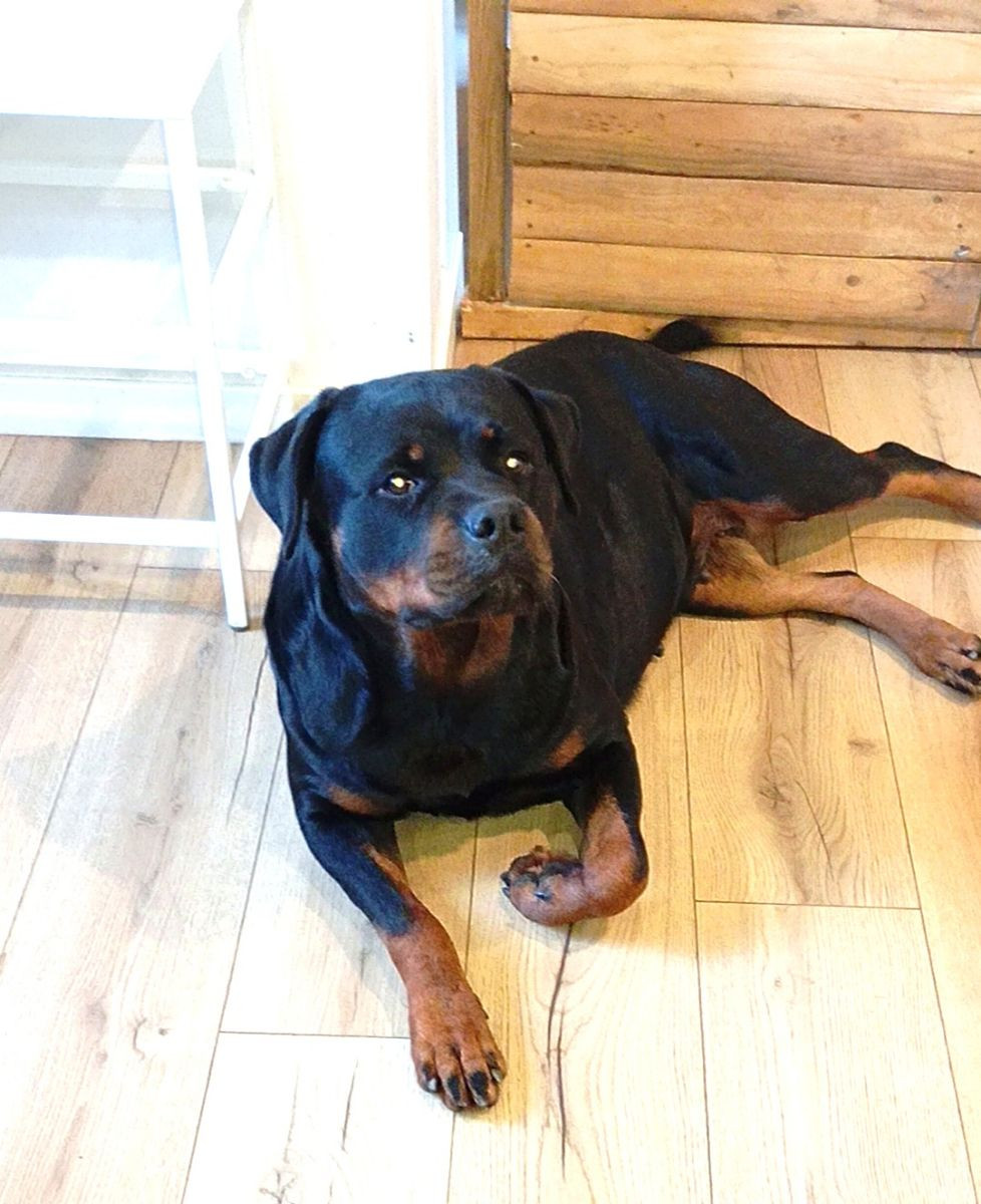 Rottweiler