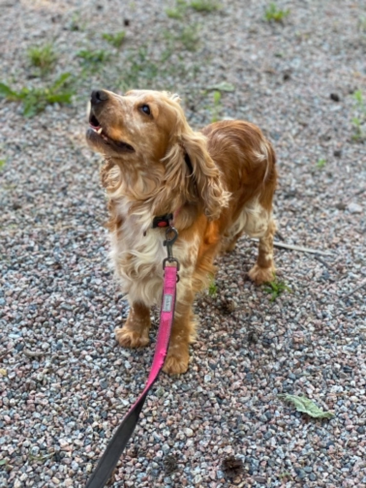 Engelsk cockerspaniel