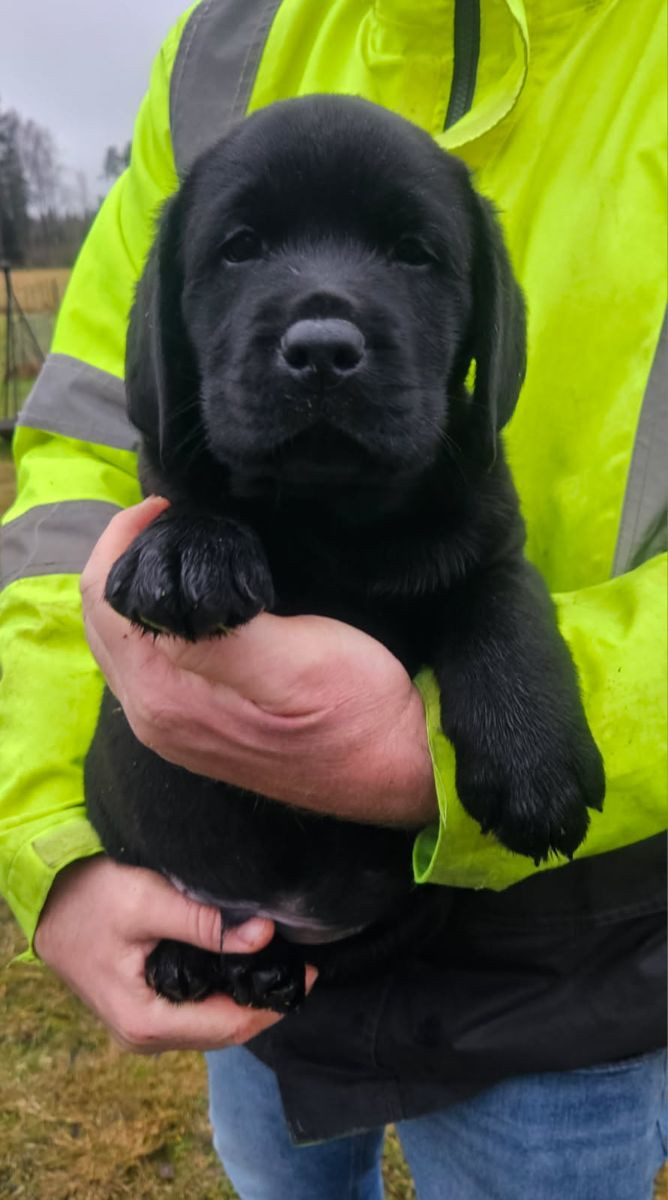 Labrador Retriever · 2025-10-08 · Sävsjö · Hultrum's