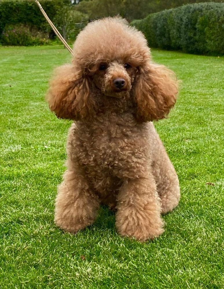 Bichonpoo
