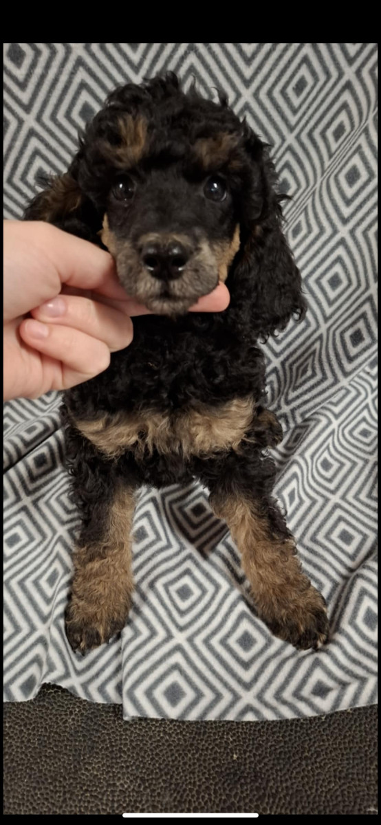 Spirit of Ronja