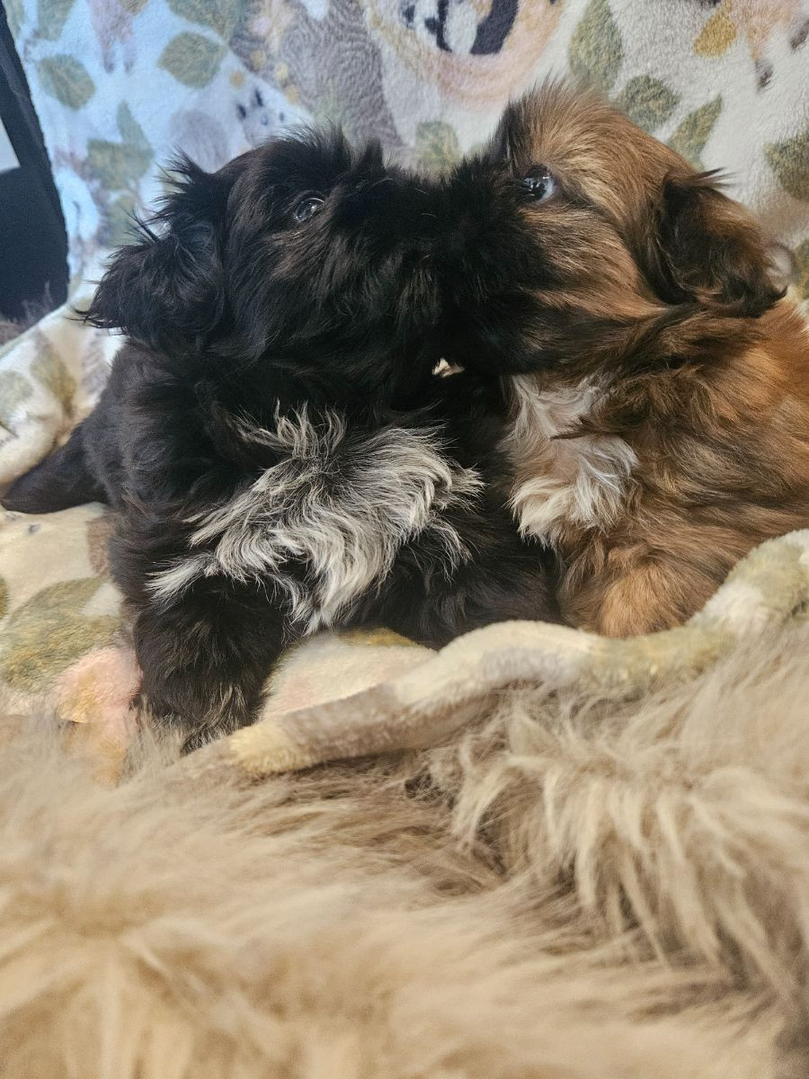 Shih Tzu