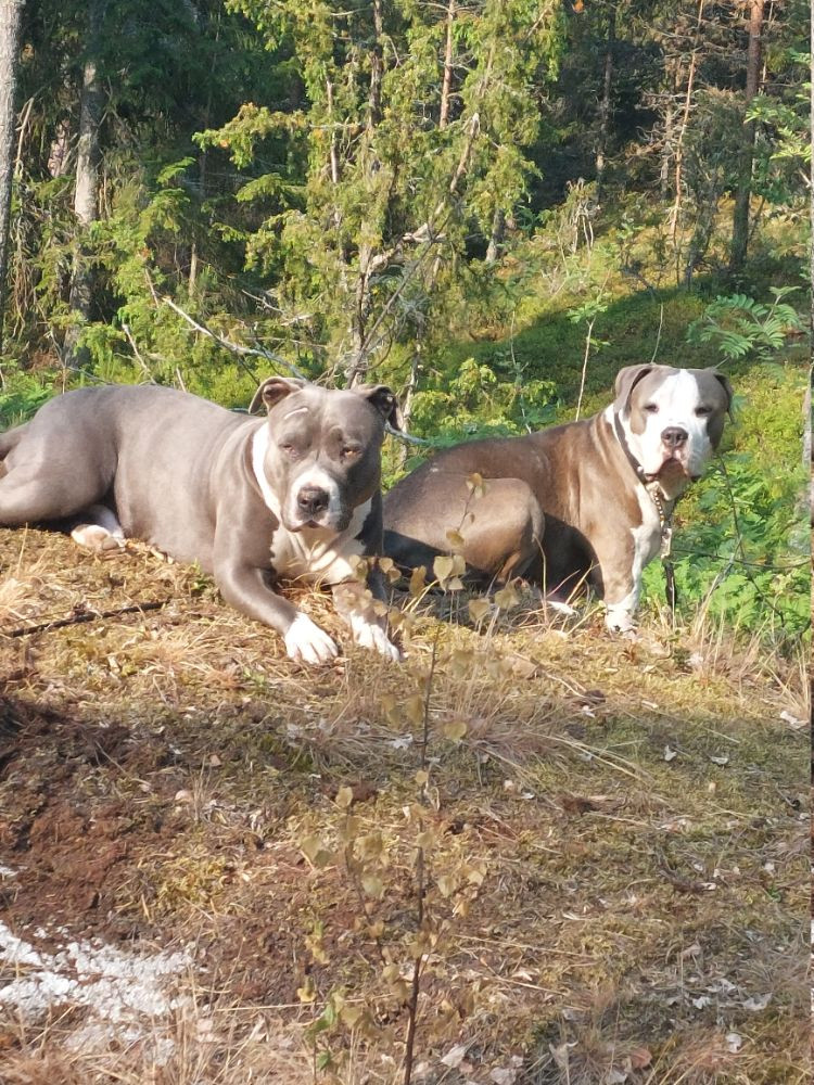 S-möja Bully