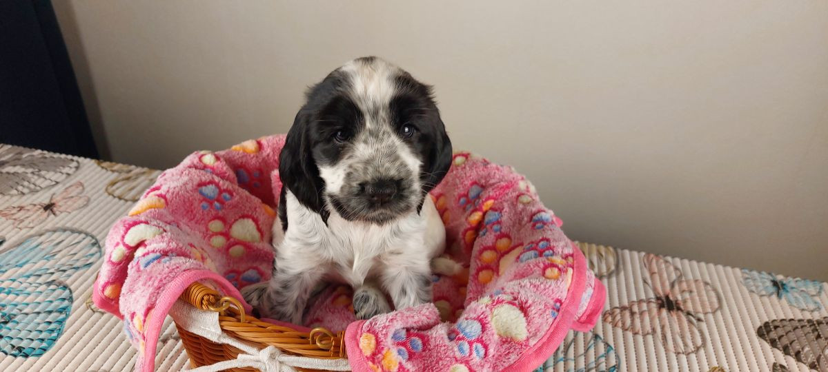 Cocker Spaniel