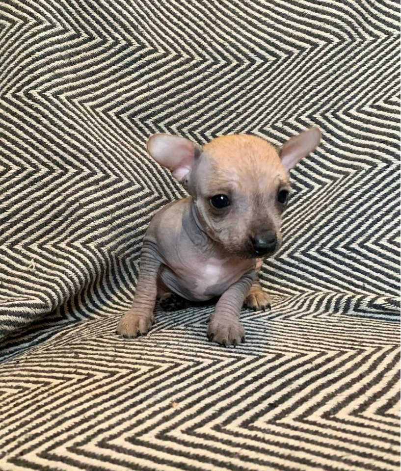 Kennel TaggDo's